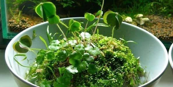 苔藓|路边常见的“它”,挖一块铺花盆里,不花一分钱,15天后收获惊喜