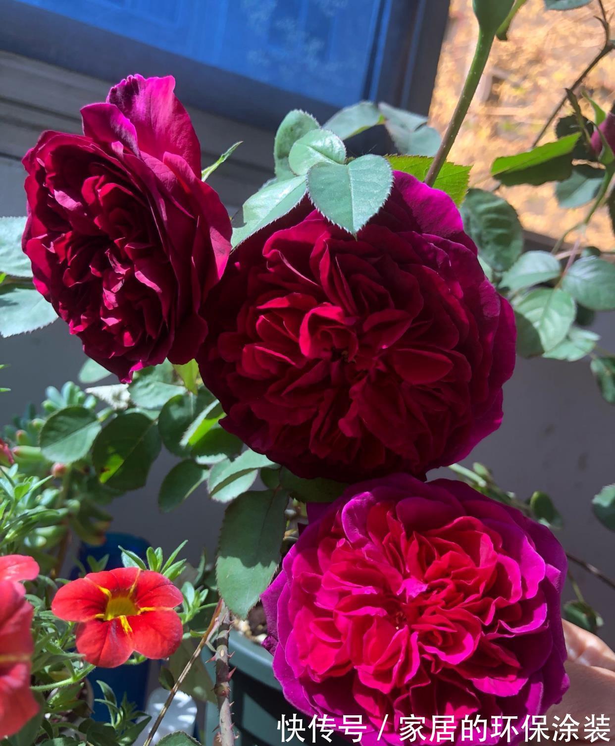 月季|你的阳台还有位置吗？养棵“黑伍德”，多季有花开，赏花又闻香！
