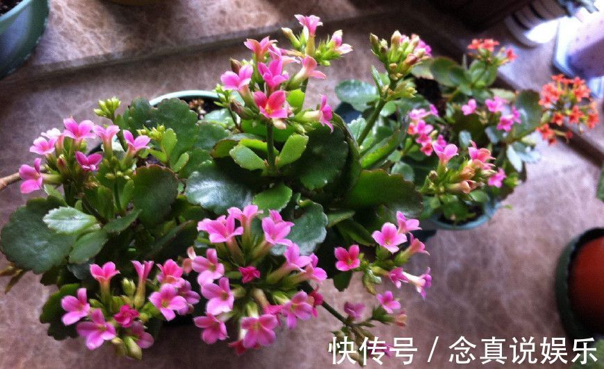 花色|丹麦盆栽花卉之冠圣诞伽蓝菜长寿花色丰富,理想的室内花卉
