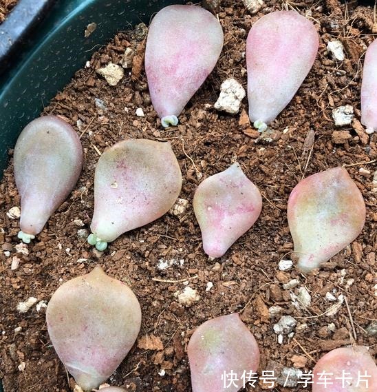 有些花友叶插多肉难成功,或许是这5个叶插条件被忽略了!