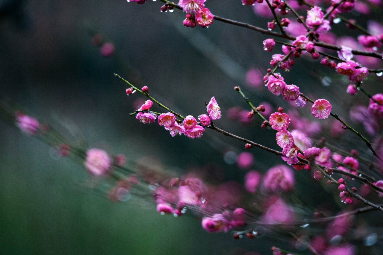 梅花|瞧！梅花傲雪次第开放