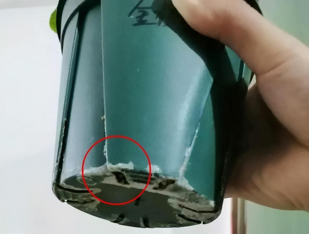 养花有这“3个坏习惯”,花盆里面会起“碱”,用4个方法解决