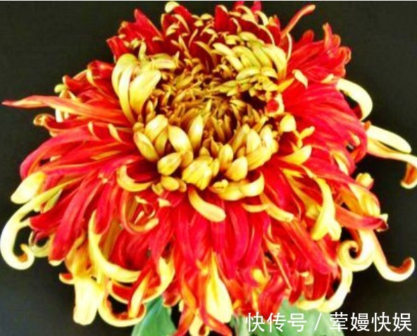 花瓣|喜欢菊花，就养盆“珍稀名菊”唐宇霞辉，似夕阳霞光，温和而秀丽