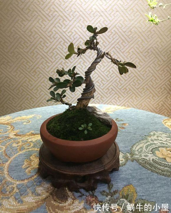 老枝|黄杨修剪后的枝条不要丢，木质化老枝也能扦插，一年后又变盆景了