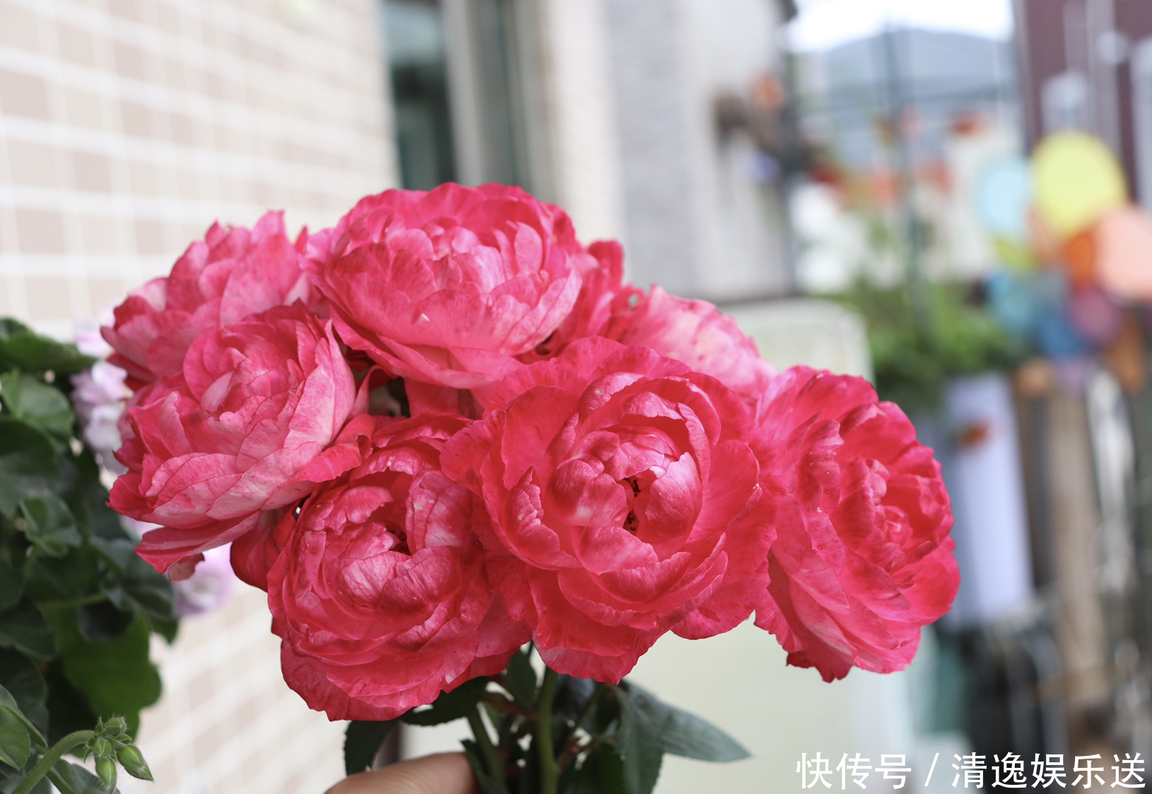 大花天竺葵|这4款花卉超喜水,丢水不管不问,花叶轻松爆满盆,花朵美艳迷人