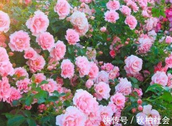 4种花超漂亮,个个美出状态,简单养护就能长得旺,花美心情好!