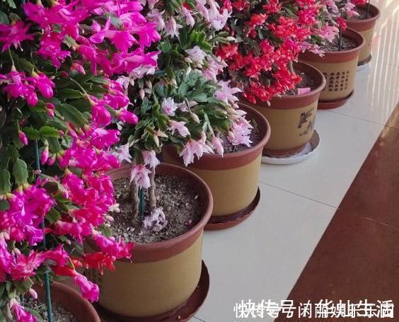 浇水|如何养殖蟹爪兰,让它长得快、开花多、状态好?