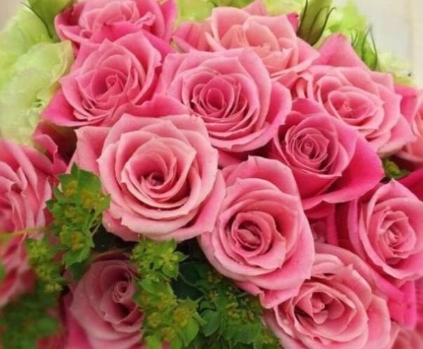 喜欢玫瑰，不如养盆“稀有玫瑰”泰姬，如佳人飞舞，雍容典雅