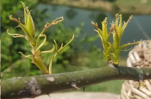 叶子|月季花发芽了却没叶子都怪土里这个物质太多