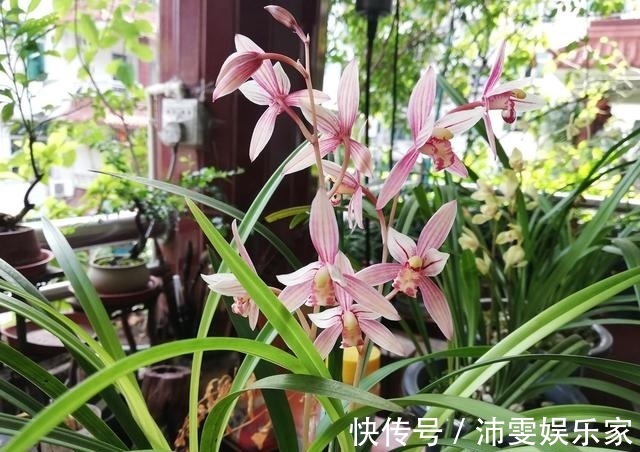 养花人都知道的“5个偏方”,3分钟学会,一生受用,养啥都旺盛