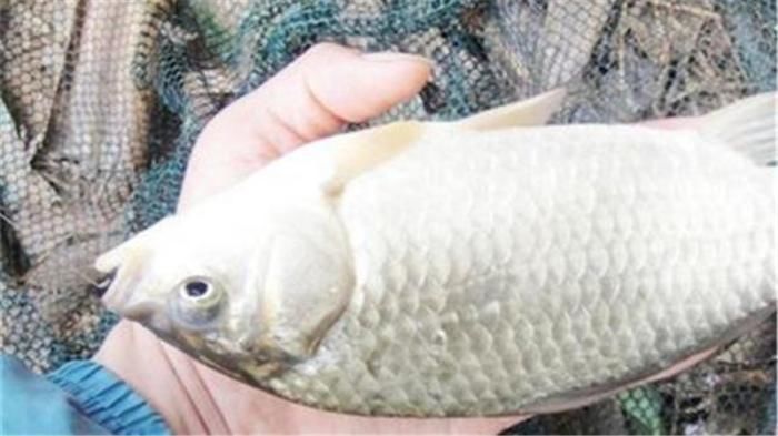 钓友|日本“假鲫鱼”入侵我国,比真鲫鱼还受欢迎,钓友一次钓一桶