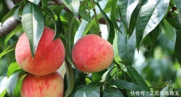 喝茶|老中医警告:吃完桃子后不能碰它,不然等于滋养“癌细胞”!