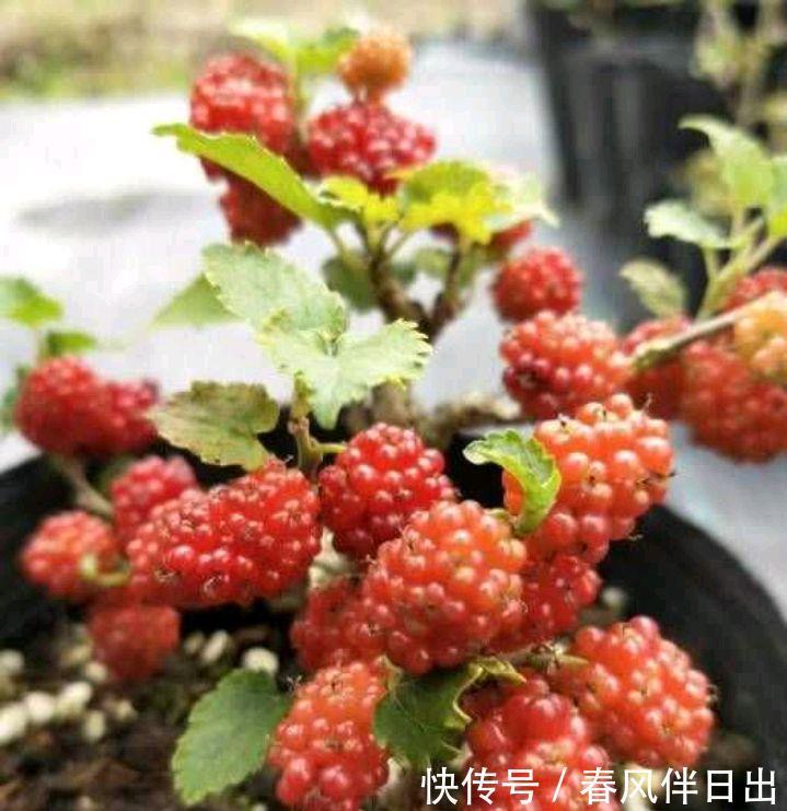 春天一定要种这3种盆栽,很好养果子多,在家享受采摘乐趣