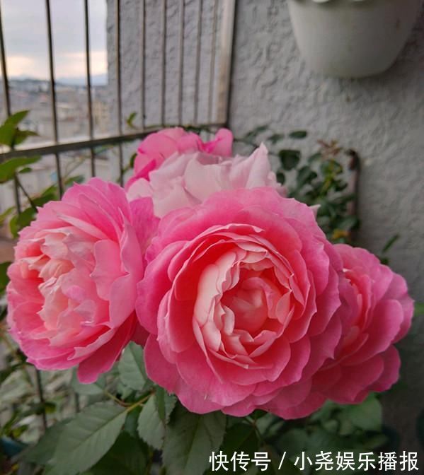 阳台|此款阳台盆栽花,漂亮似牡丹,花开一整年,养护简单,很值得栽培