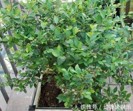 阳台盆栽蓝莓果，用上4个“小绝招”，一次结果几十斤，营养美味