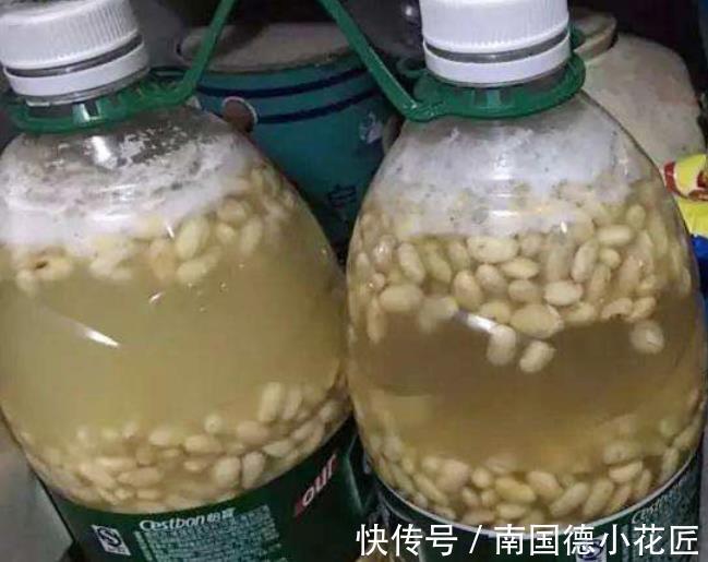 新芽|天一转凉，虎皮兰就饿了？常用它喂喂，补营养，盆栽呼呼出新芽
