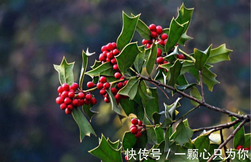 圣诞将至,阳台挑个盆栽,摇身一变圣诞树