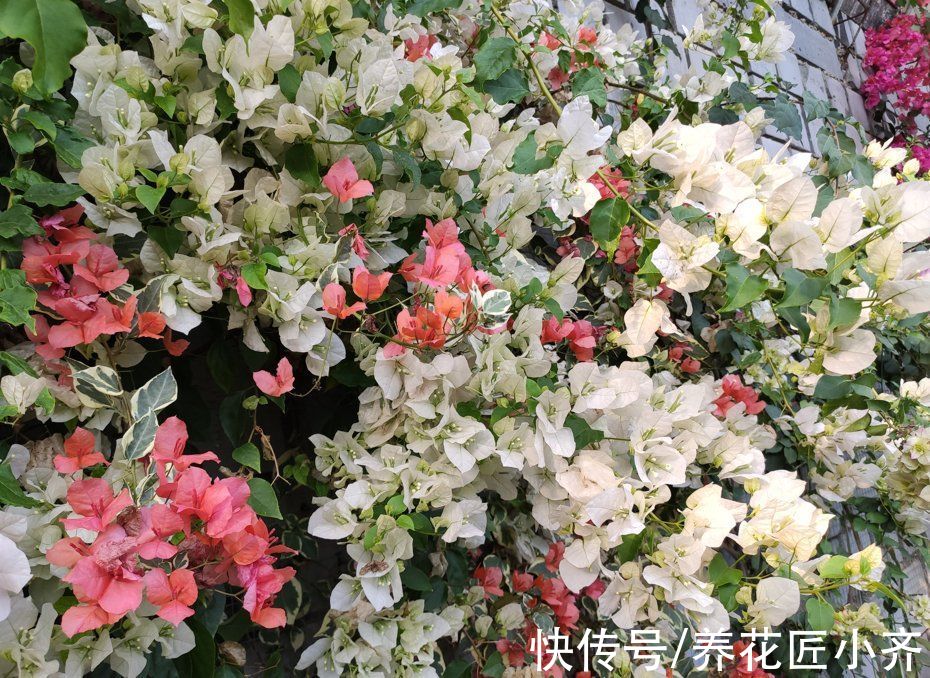 透气性|三角梅开花少甚至不开花?做好六个“保证”试试,想不开花都难