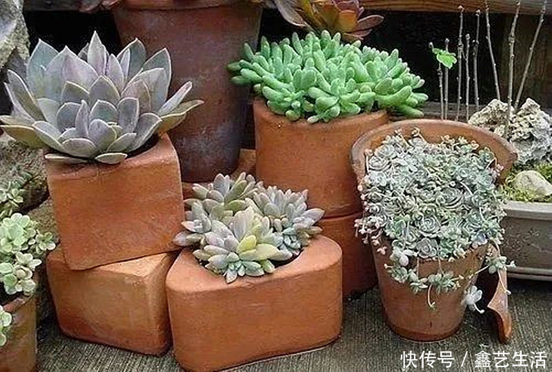 最全多肉养护法!十足干货!自己收藏就不用问别人啦!