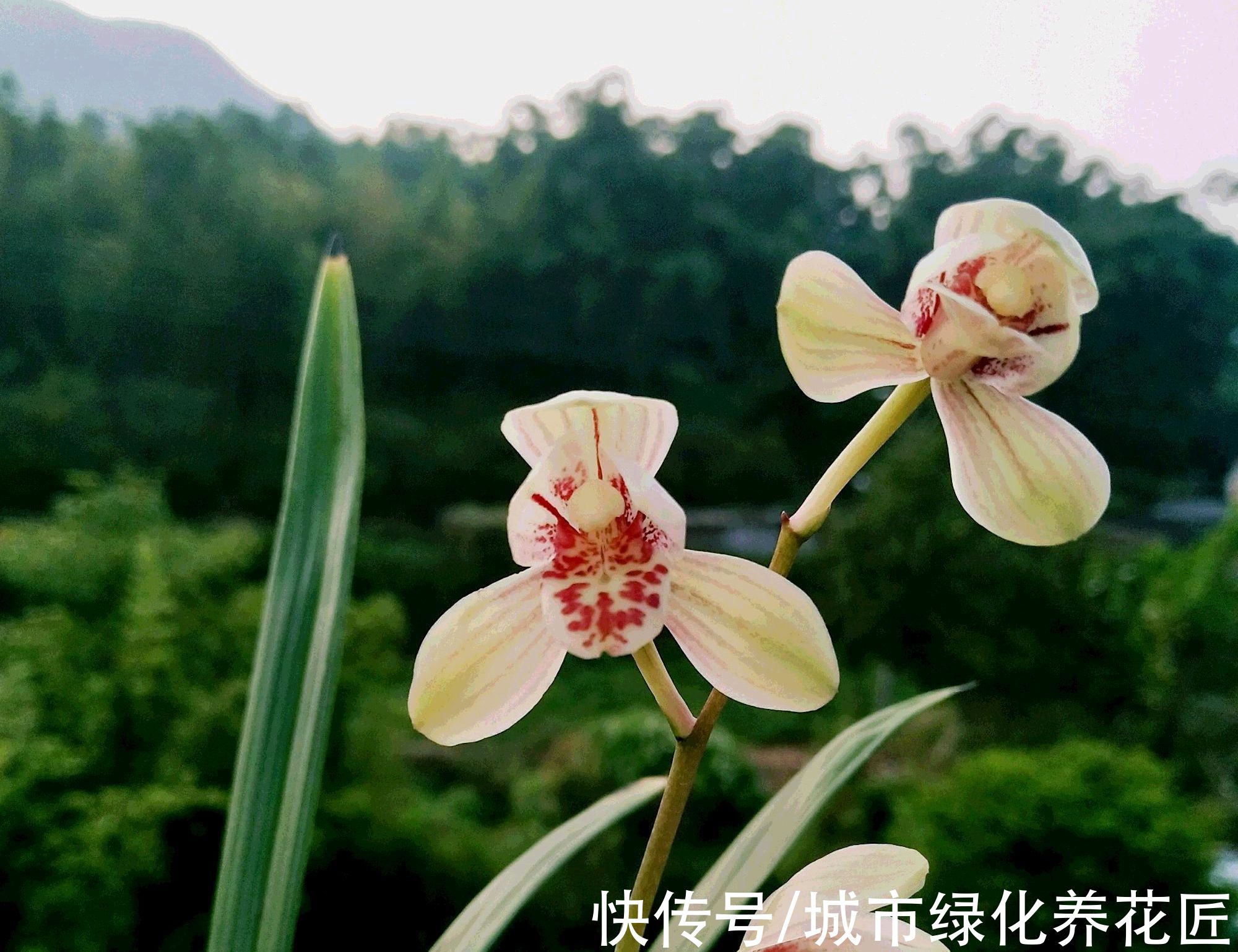 怎么判断兰花上盆的死活啊？种下去五天了，搭配的盆土能养活吗？