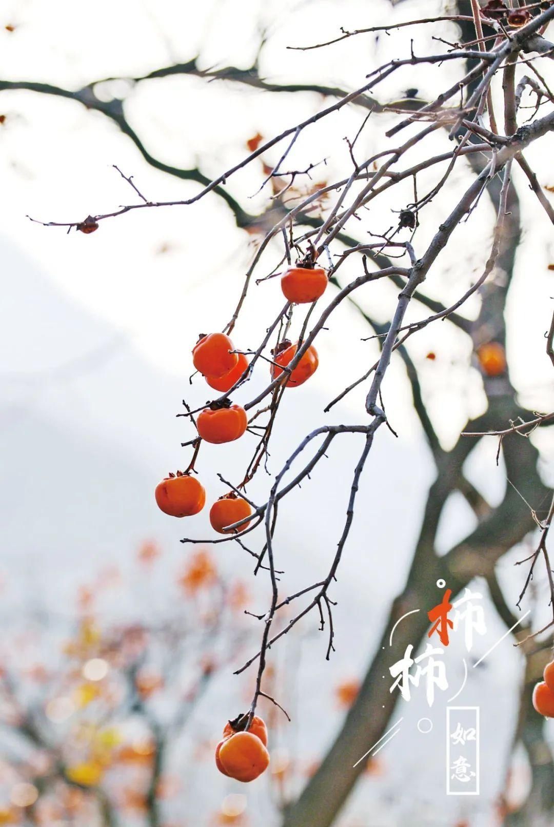 特写|图片特写｜年年岁岁，“柿柿”如意