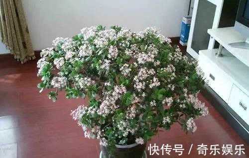 盆栽|家里养3种“镇宅花”,寓意极好,全家兴旺,特别是第二种!