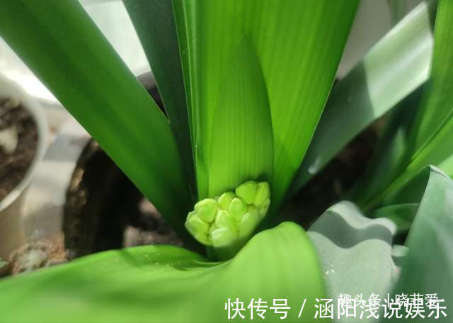 啤酒|君子兰2大“嗜好”,促进轻松“爆盆”,叶子油绿开花艳