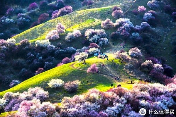 每日风物 篇九十：走进伊犁，收获一整年的“杏”运