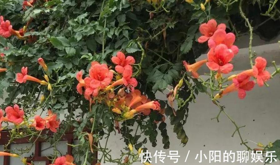 有个院子我只栽4种爬墙花,靠天吃饭就能开满一墙花