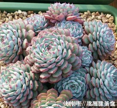 花肥|最厉害的养花营养液给多肉植物喝一勺，新叶呼呼长，不比花肥差