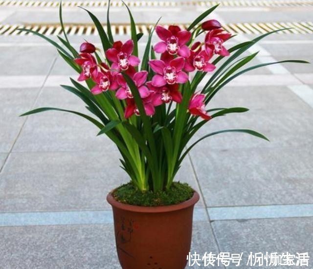 栽培|养花一定要用腐殖土壤栽培吗?不一定,看植物根系