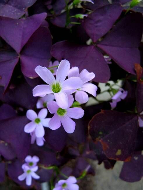 好养、好美的“4种花”，种下就活，连年开花，能养一辈子