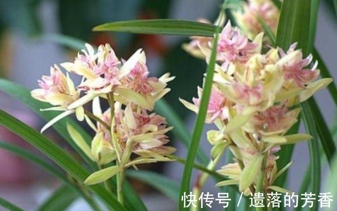 百合百合花|4种花很耐养，沾土就能活，开花就爆盆，不易生病好养护