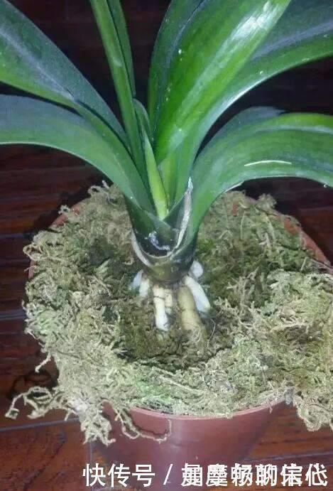 花盆|4种垃圾家家都有，垫在花盆里，半年长出白菜根早看少吃亏