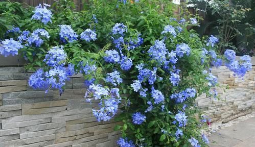 养护|阳台再小,也要养4种花,一年开花230天,轻松开成小花园