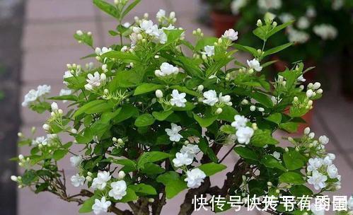 进入八月,6种花要多晒太阳,越晒花朵娇艳,开花越勤