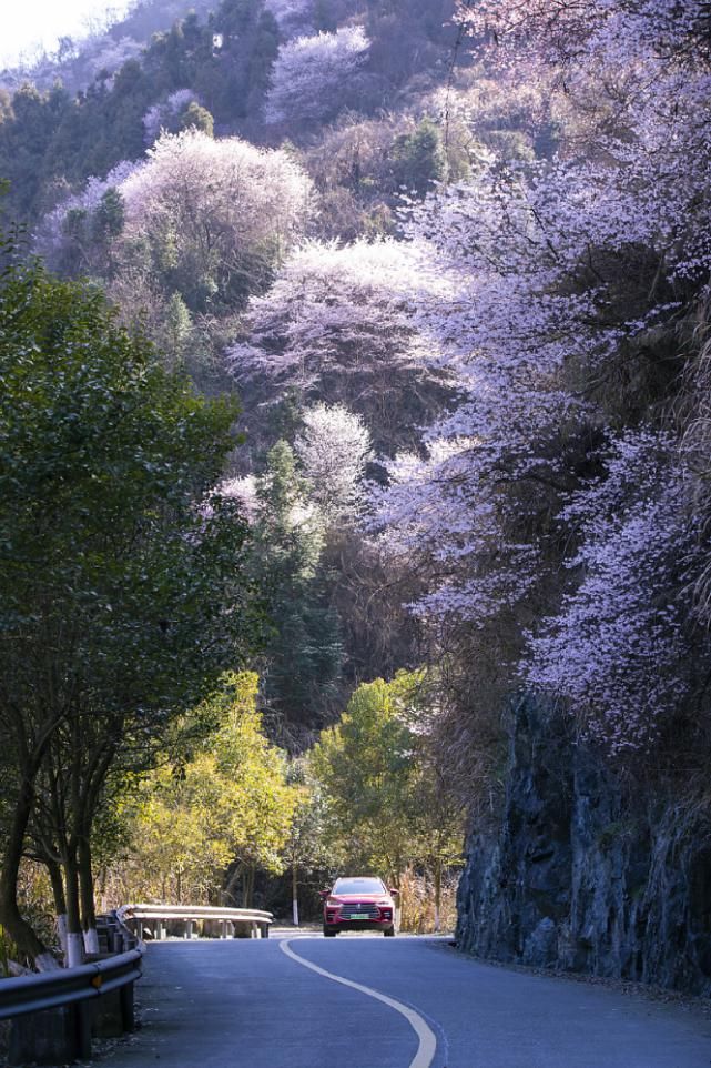 老年|春风拂面百花开 浦江“私藏”了整个春天