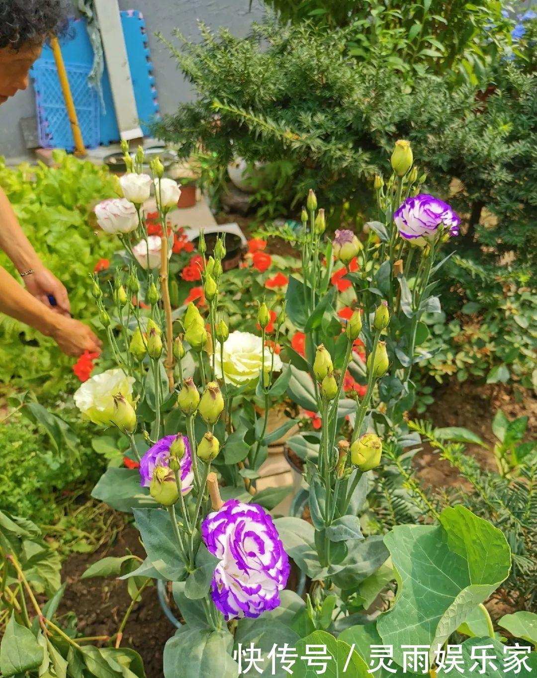 70岁老妈,一天也闲不住,院子里种满了花!