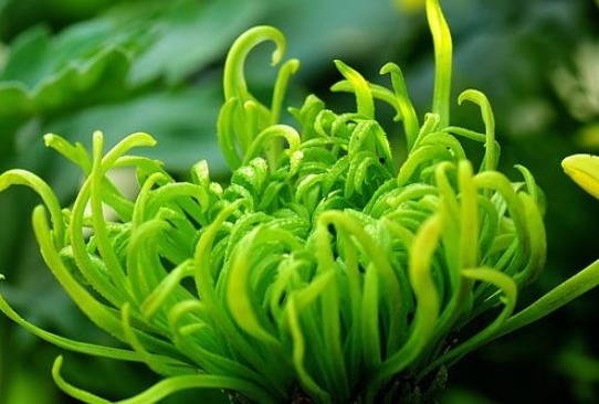 这款小花真耐养,沾土就活,秋季蹭蹭长,花开爆盆,花朵烂漫迷人