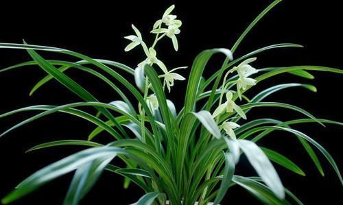  入手|老花匠都爱养的2款“名贵”兰花，花香袭人，价格亲民，值得入手