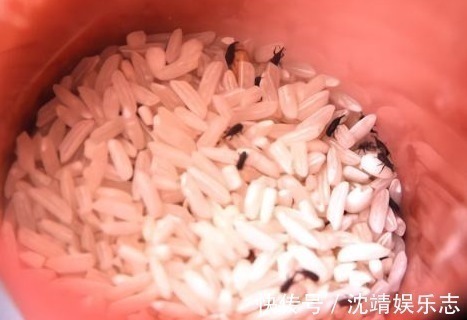 夏天大米长米虫，放一把“它”进去，从此不再招虫，简单实用！