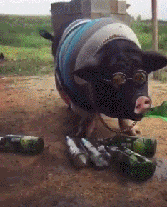 |搞笑GIF趣图:妹子表演的节目搞笑得连自己都忍不住笑场了