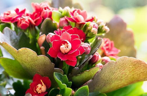 八种不喜水花，土不干不浇水