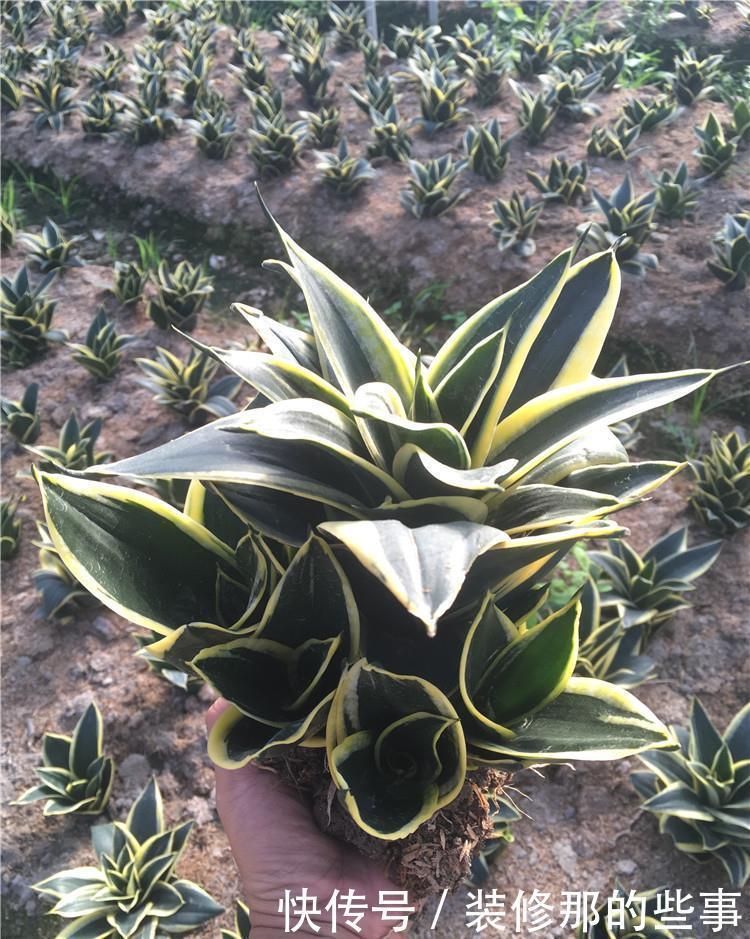 虎皮兰|虎皮兰长得慢?教你3个“基本功”,叶片厚,长得快,新芽多
