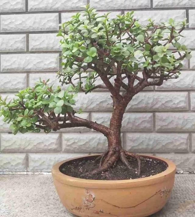 金枝玉叶拔起来养,造型惊人,身价能翻几百倍