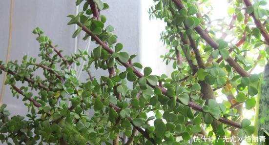 羡慕|5年前养了一盆“野草”,邻居们很羡慕,说是“金枝玉叶”