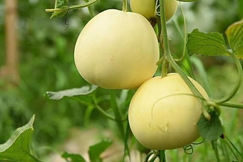 夏天|三伏天,建议多给家人吃这5种碱性水果,消热解暑,赶紧收藏