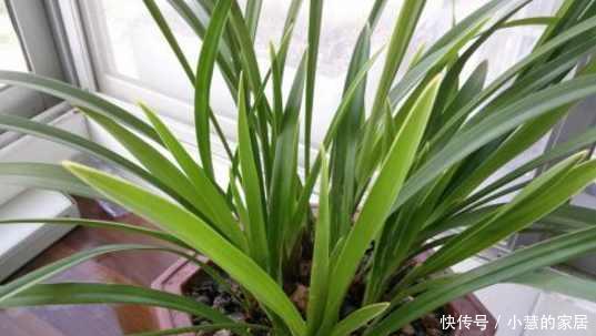 冬天水浇不好,你的花也养不活了!