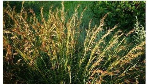 农村一种常见野草,民间的“化血丹”,散瘀活血止痛,治风湿痹痛