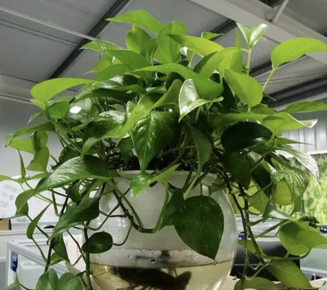学会在夏天养绿萝，叶片长到“巴掌大”，冒出“小气根”，美！